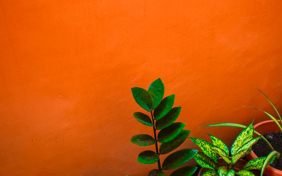Plantas ornamentais